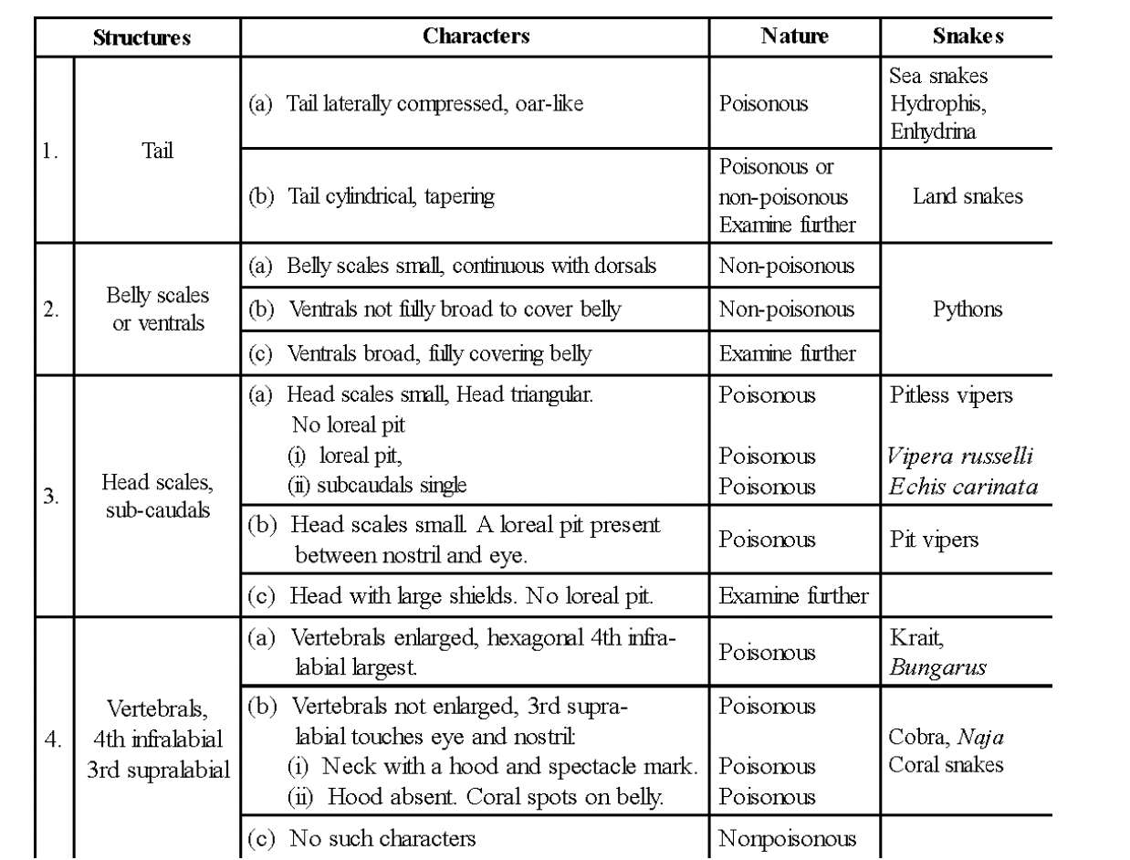 Subclass I Anapsida